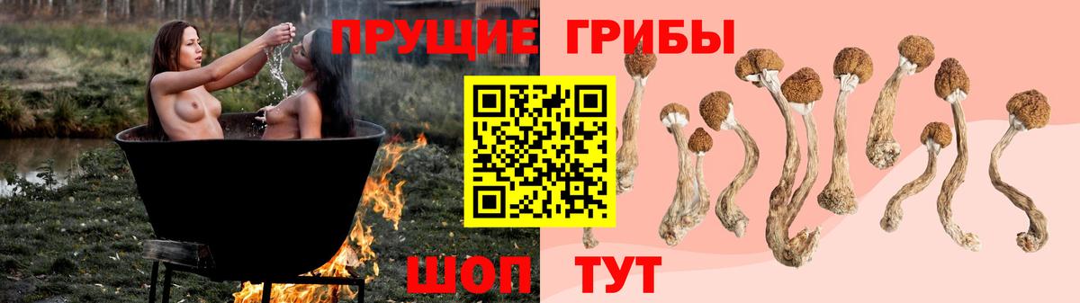 Выборг  Галлюциногенные грибы Psilocybe  Вход с VPN 